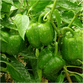 Fresh Green Capsicum